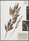 Foto von Salix alba subsp. vitellina (L.) Arcang.